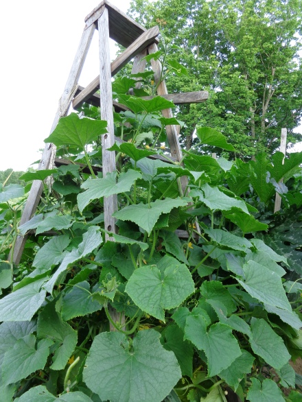 Cukes and Ladders